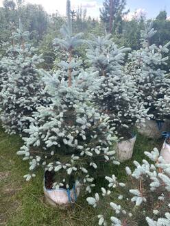 Ель колючая Блю Даймонд (Blue Diamond)