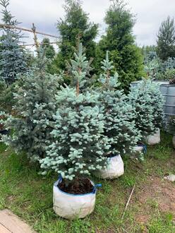 Ель колючая Блю Даймонд (Blue Diamond)