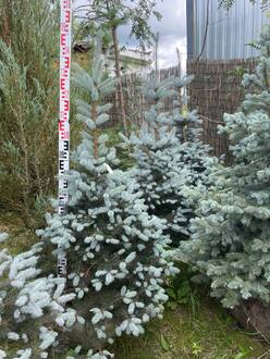 Ель колючая Блю Даймонд (Blue Diamond)