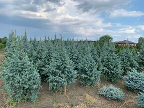 Ель колючая Ретрофлекса (Retroflexa)