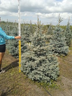 Ель колючая Супер Блю (Super Blue)