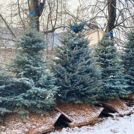 Ель колючая Супер Блю (Super Blue)