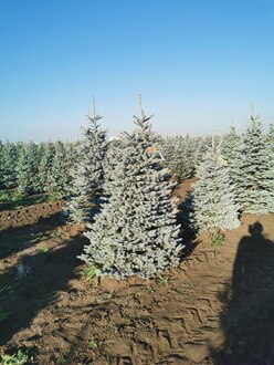 Ель колючая Супер Блю (Super Blue)