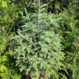 Ель колючая Супер Блю (Super Blue)