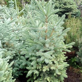 Ель колючая Супер Блю (Super Blue)