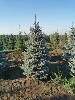 Ель колючая Супер Блю (Super Blue)