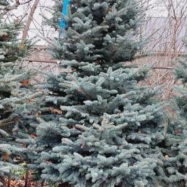 Ель колючая Супер Блю (Super Blue)