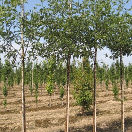 Ольха серая Лациниата (Laciniata)