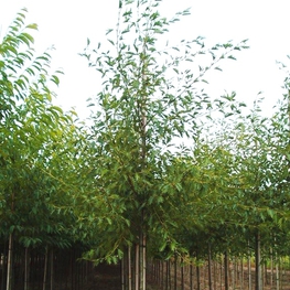 Ольха черная Империалис (Imperialis)