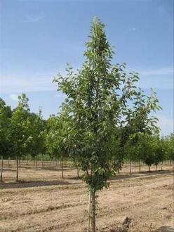 Ольха серая