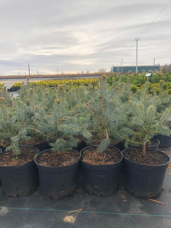 Ель голубая Супер Блю Сидлинг (Super Blue Seedling)