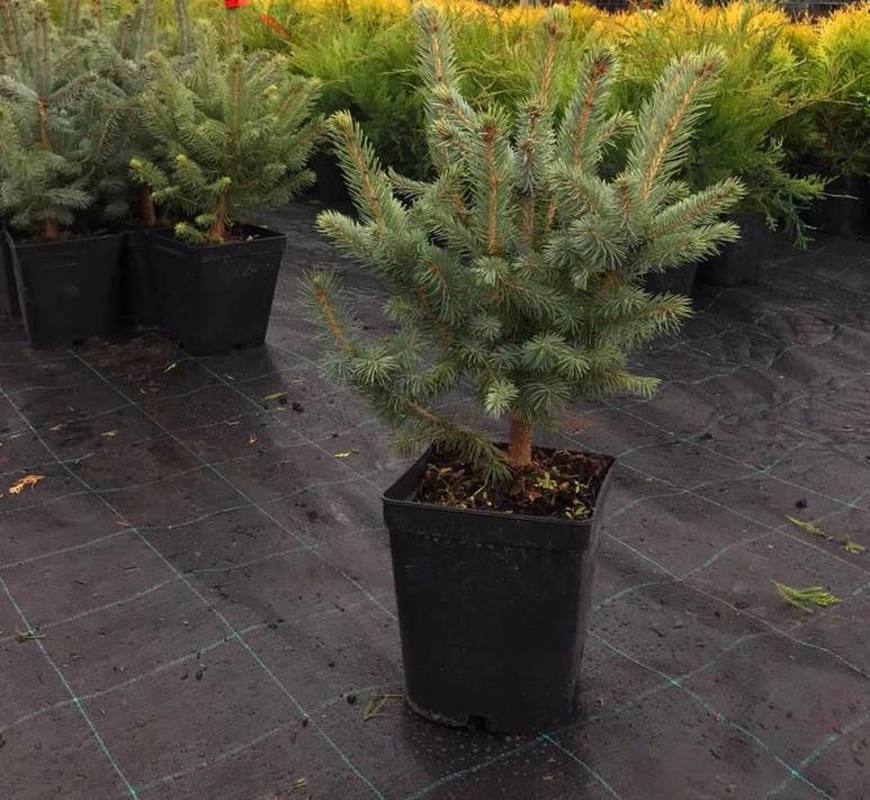 Ель голубая Супер Блю Сидлинг (Super Blue Seedling)
