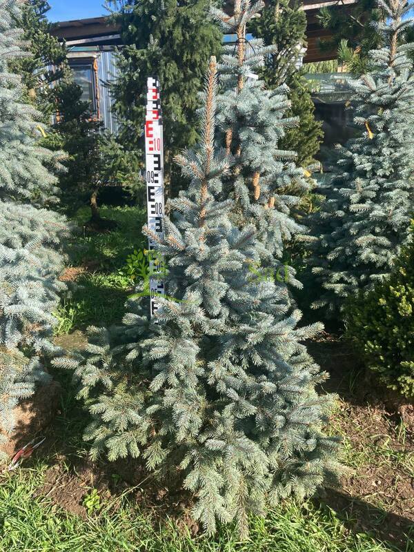 Ель голубая Супер Блю Сидлинг (Super Blue Seedling)