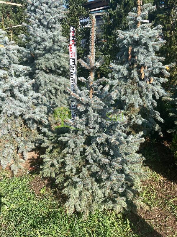 Ель голубая Супер Блю Сидлинг (Super Blue Seedling)