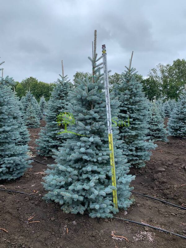 Ель голубая Супер Блю Сидлинг (Super Blue Seedling)