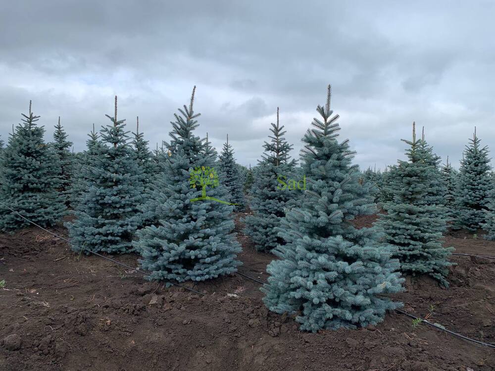 Ель голубая Супер Блю Сидлинг (Super Blue Seedling)