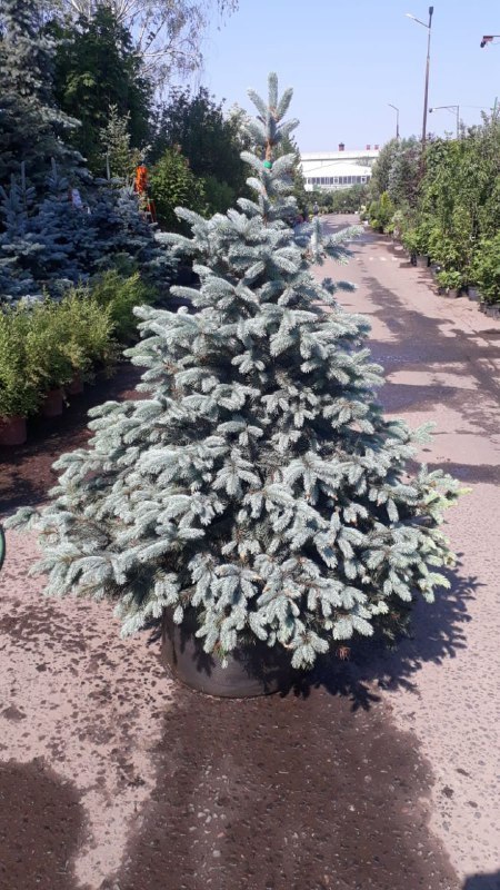 Ель голубая Супер Блю Сидлинг (Super Blue Seedling)