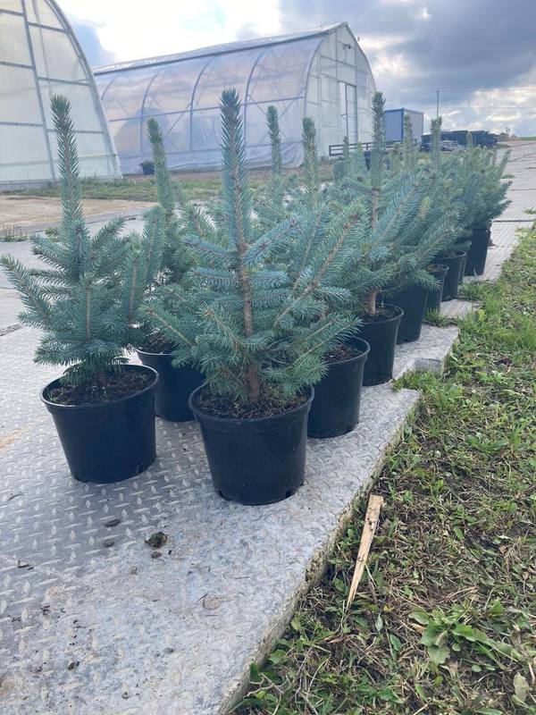 Ель голубая Супер Блю Сидлинг (Super Blue Seedling)