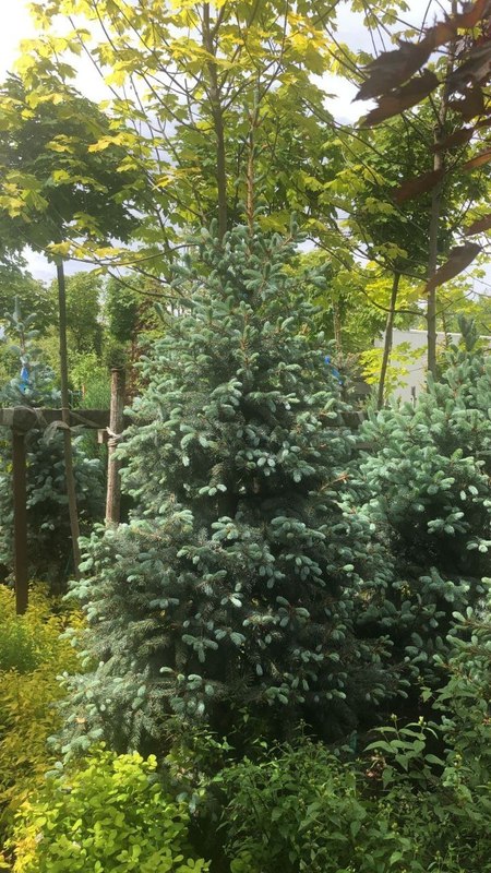 Ель голубая Супер Блю Сидлинг (Super Blue Seedling)