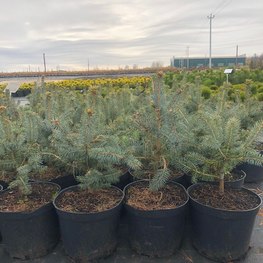 Ель голубая Супер Блю Сидлинг (Super Blue Seedling)