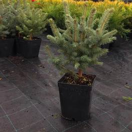 Ель голубая Супер Блю Сидлинг (Super Blue Seedling)