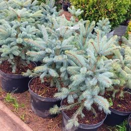 Ель голубая Супер Блю Сидлинг (Super Blue Seedling)