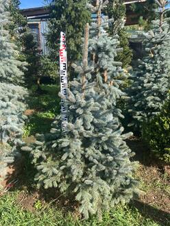 Ель голубая Супер Блю Сидлинг (Super Blue Seedling)