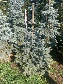 Ель голубая Супер Блю Сидлинг (Super Blue Seedling)