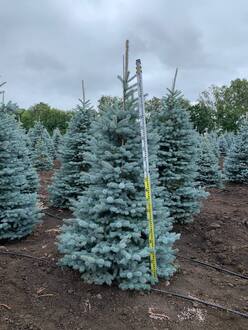 Ель голубая Супер Блю Сидлинг (Super Blue Seedling)