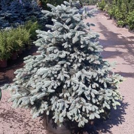 Ель голубая Супер Блю Сидлинг (Super Blue Seedling)