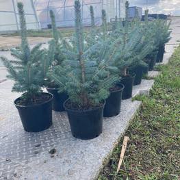 Ель голубая Супер Блю Сидлинг (Super Blue Seedling)