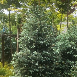 Ель голубая Супер Блю Сидлинг (Super Blue Seedling)