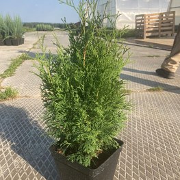 Туя западная Холмструп (Holmstrup)