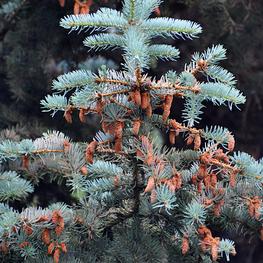Ель колючая Балатон (Balaton)
