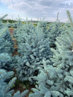 Ель колючая Балатон (Balaton)