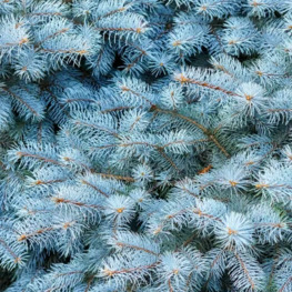 Ель колючая Балатон (Balaton)