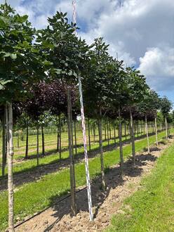 Каштан конский (Aesculus)