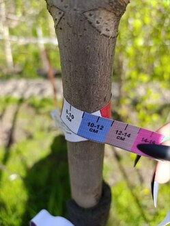 Каштан конский (Aesculus)