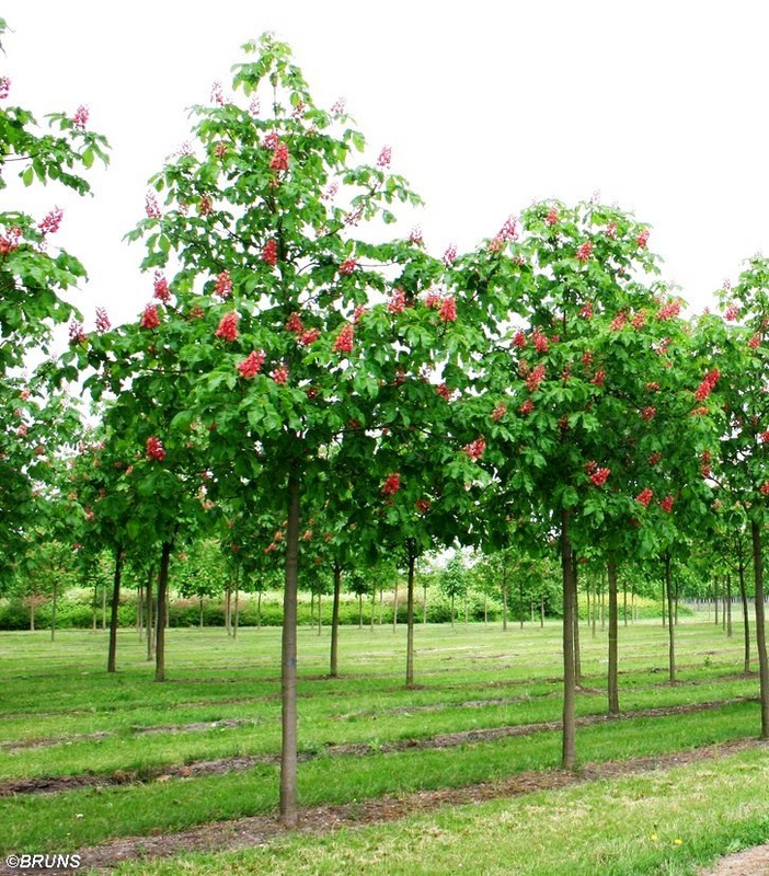 Каштан конский мясокрасный Бриоти (Briotii)