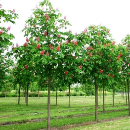 Каштан конский мясокрасный Бриоти (Briotii)