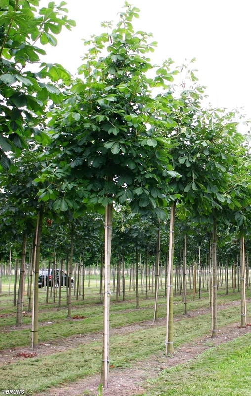 Каштан конский Баумани (Baumanii)