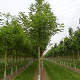 Ясень обыкновенный Фраксинус эксельсиор (Fraxinus excelsior)
