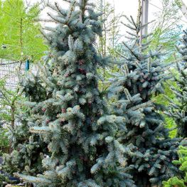 Ель колючая Омега (Omega)