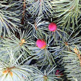 Ель колючая Омега (Omega)