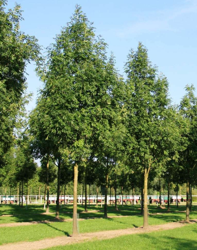 Ясень обыкновенный Вестхофс Глори (Westhof's Glorie)