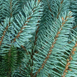 Ель колючая Пендула (Pendula)