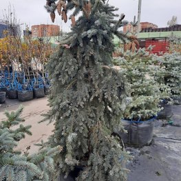 Ель колючая Пендула (Pendula)