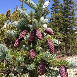 Ель Энгельманна Глаука (Glauca)