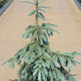 Ель Энгельманна Глаука (Glauca)