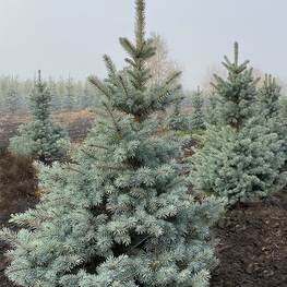 Ель колючая Сестер Блю (Sester Blue)